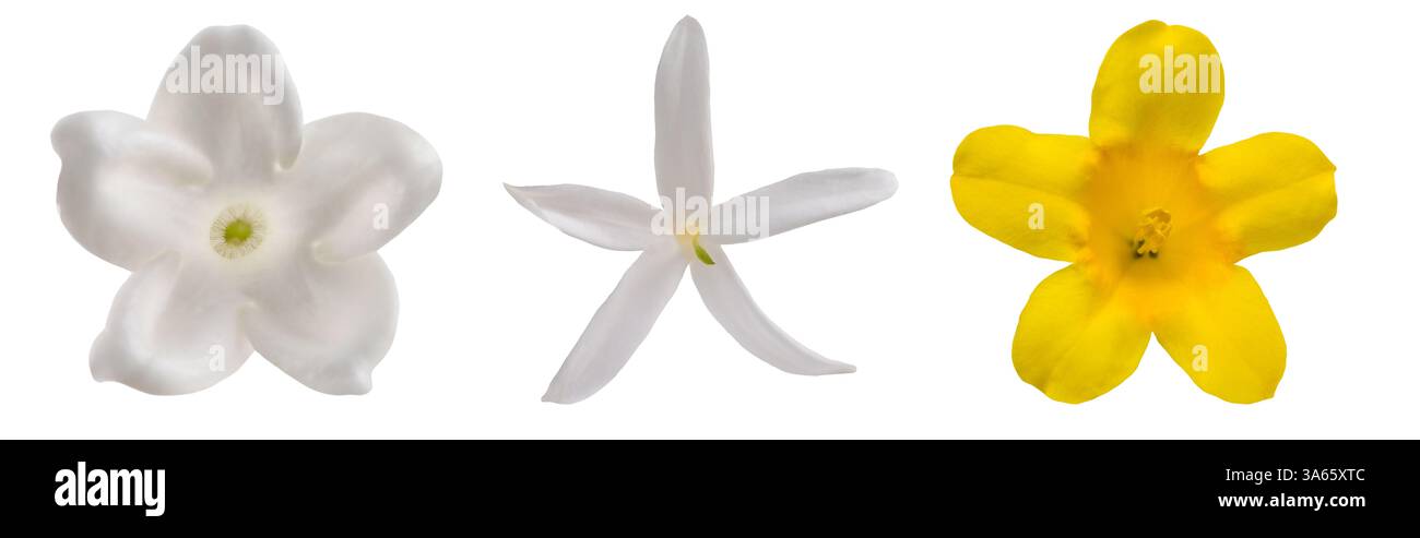 Verschiedene Jasminblüten isoliert auf weiß Stockfoto