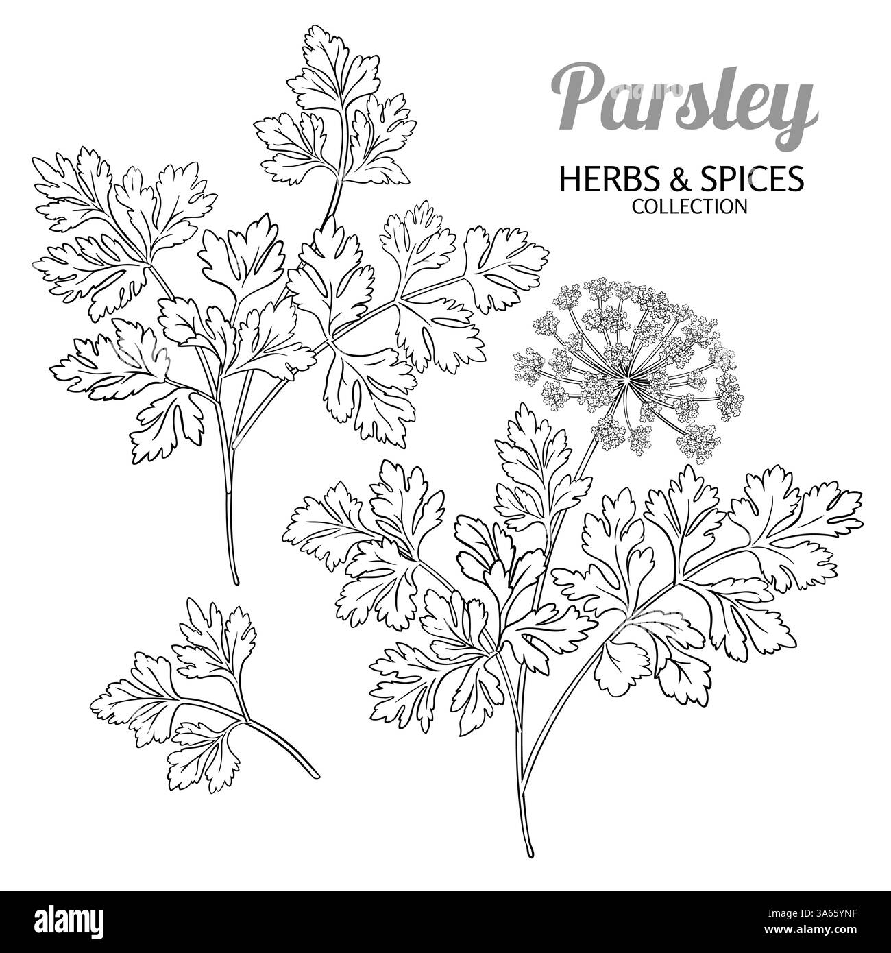 Petersilienzweig mit Blumen, Umrissdarstellung Stock Vektor