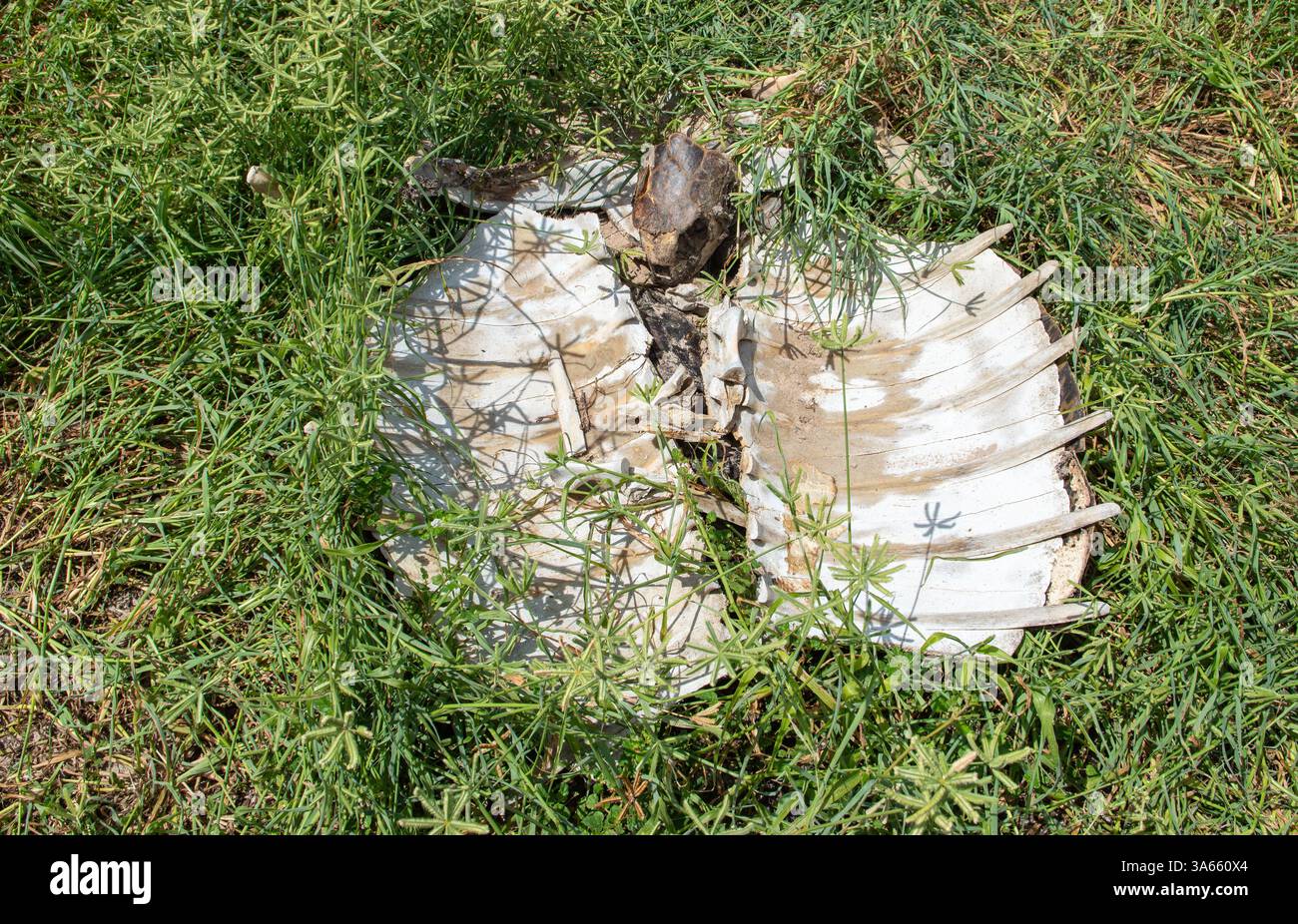 Kadaver der Aldabra Riesenschildkröte in Gras, Seychellen Stockfoto