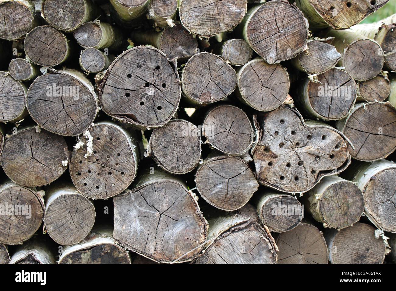 Birkenstammstapel in dünner Form Stockfoto