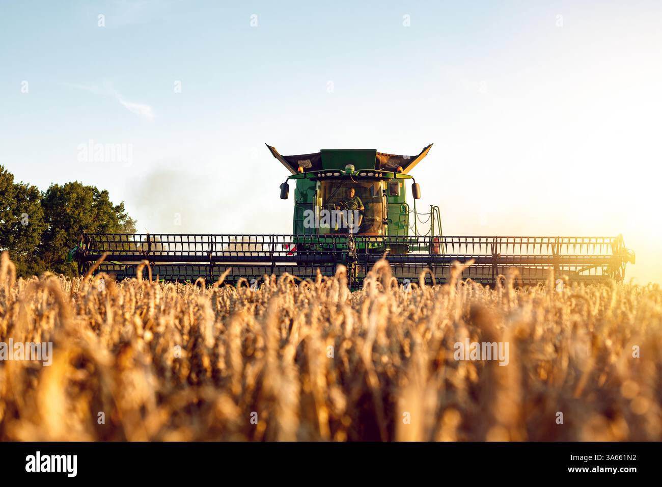 Mähdrescher während der Ernte auf einem Weizenfeld Stockfoto