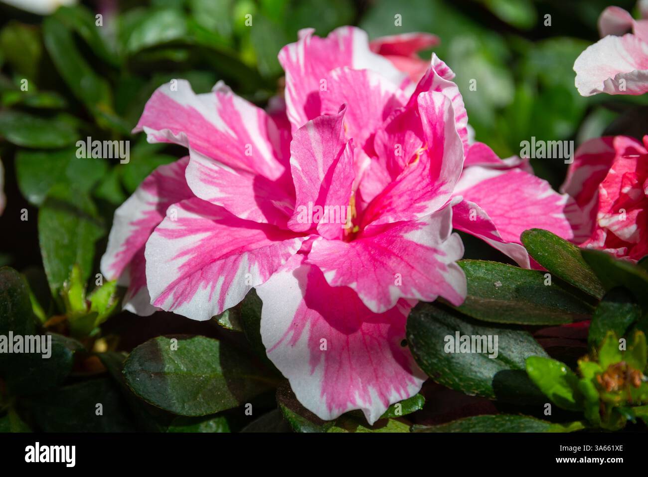 Azalea (Rhododendron) mit rosa weißen Blüten Stockfoto