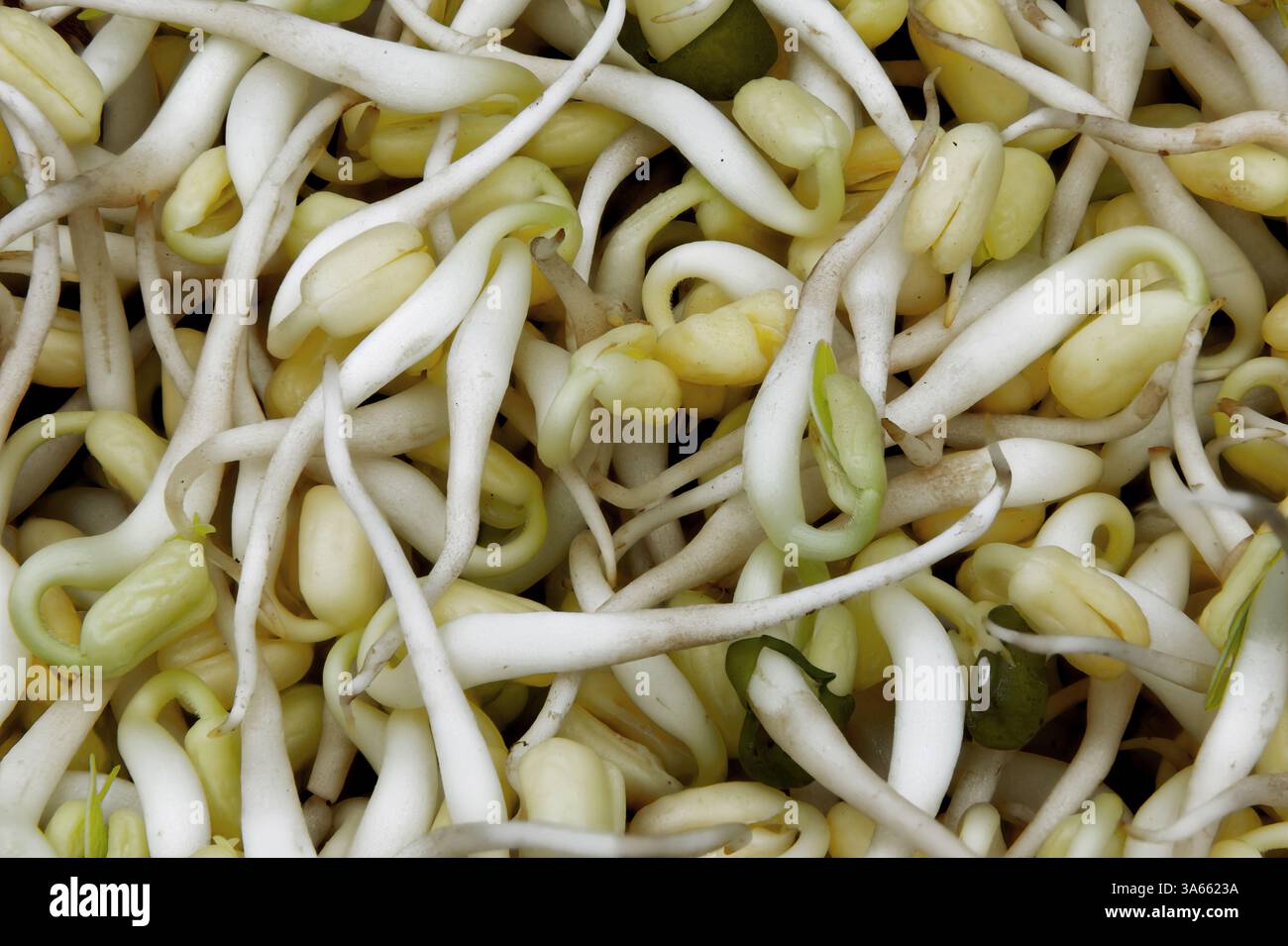 Makroaufnahme frischer Bohnensprossen. Natürliche Mung-Bohnen-Sprossen Hintergrund Stockfoto