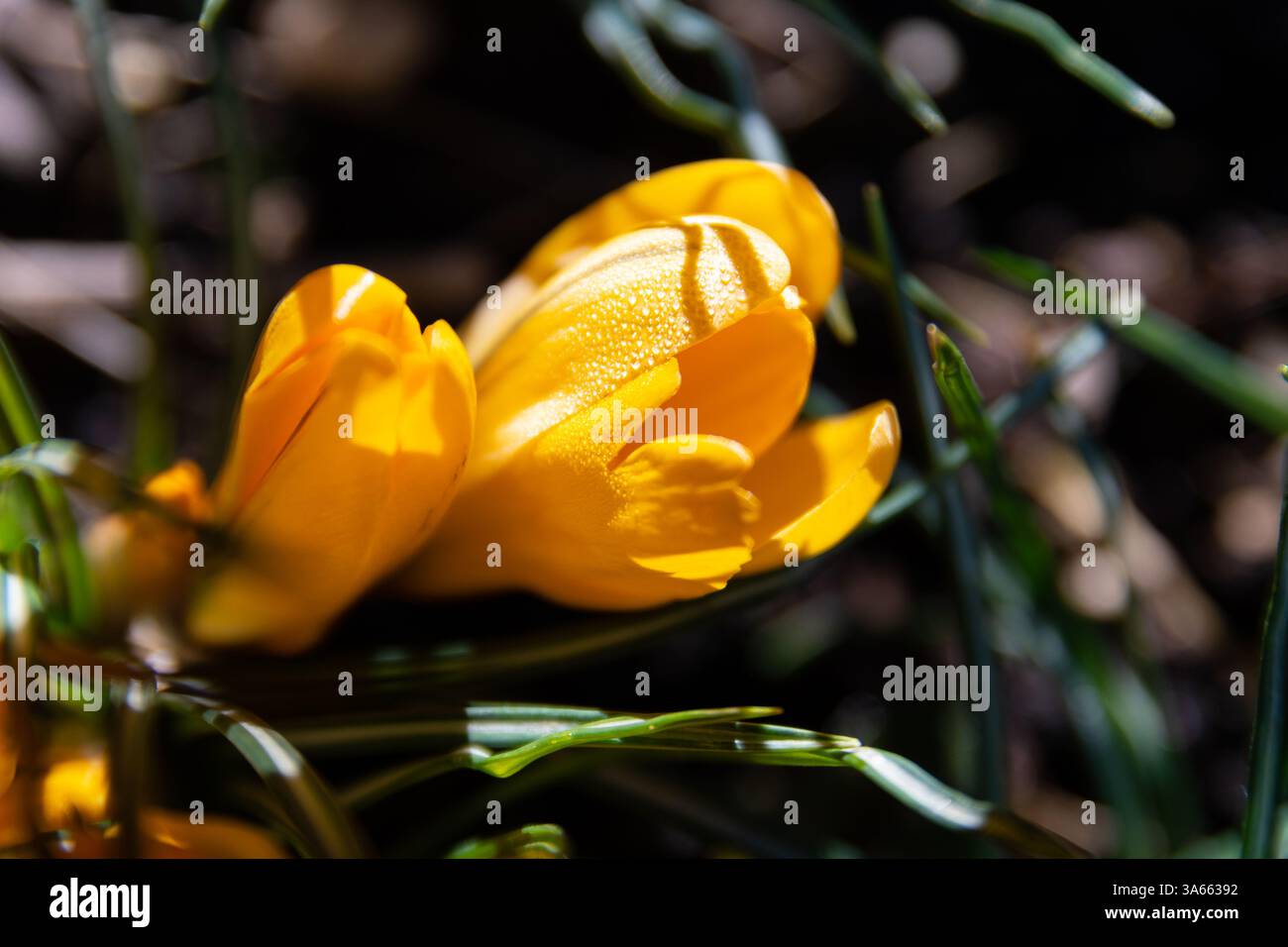 Sternbergia lutea (Herbstnarzissen, Lilie des Feldes, gelber Herbstkrokus) blühen mit Wassertropfen Stockfoto