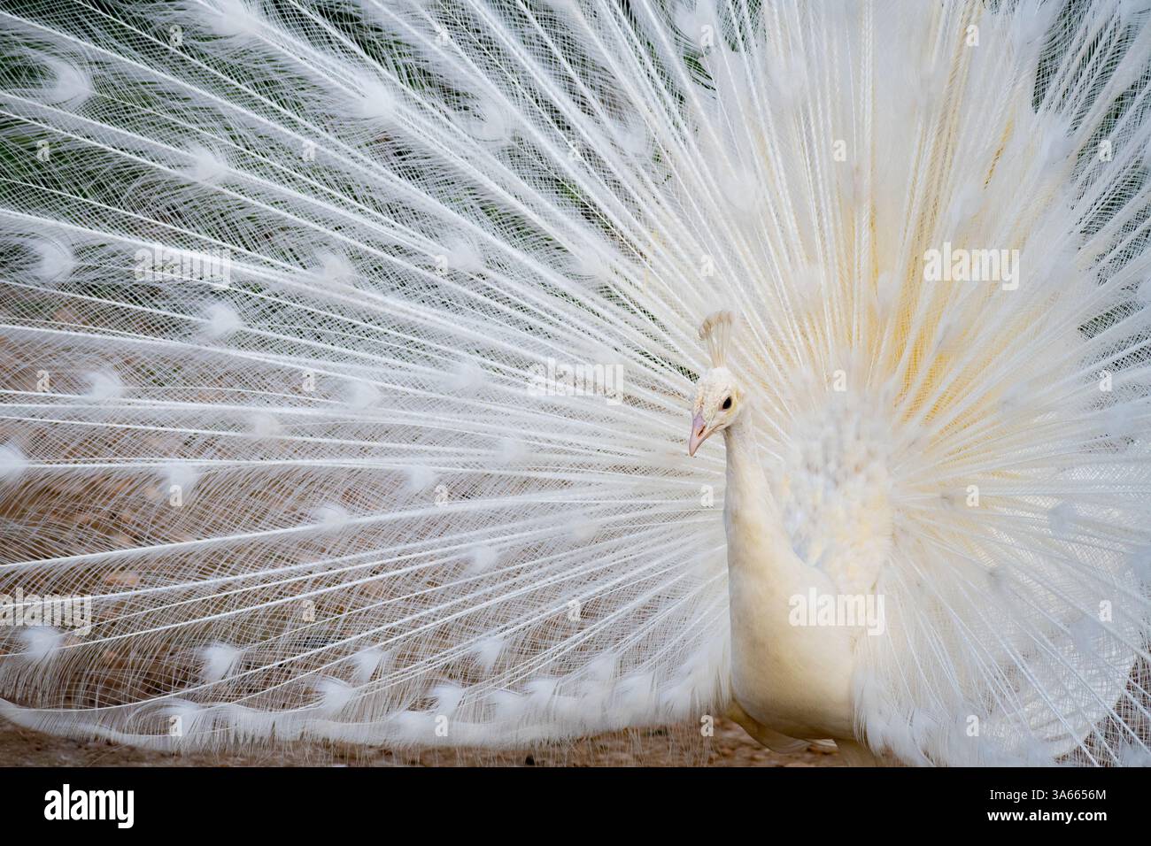 Weißer Pfau mit weit geöffneten Schwanzfedern Stockfoto Weißer Pfau mit weit geöffneten Schwanzfedern Stockfoto