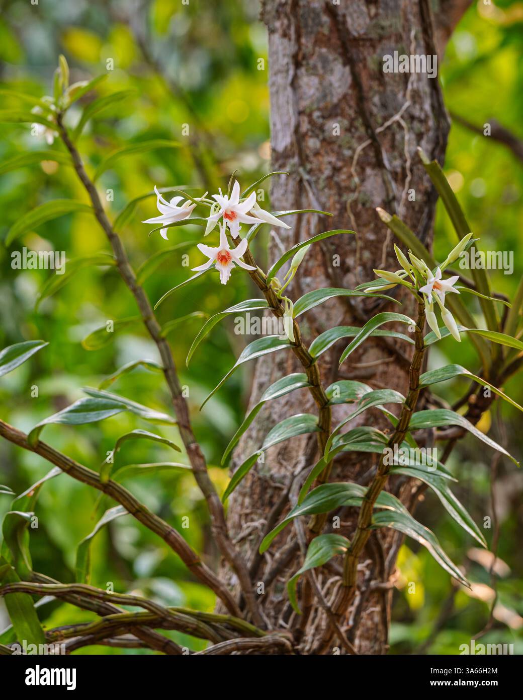 Vertikale Nahaufnahme der epiphytischen Orchideenarten dendrobium draconis mit zarten weißen und orangen Blüten, die im tropischen Garten im Freien blühen Stockfoto