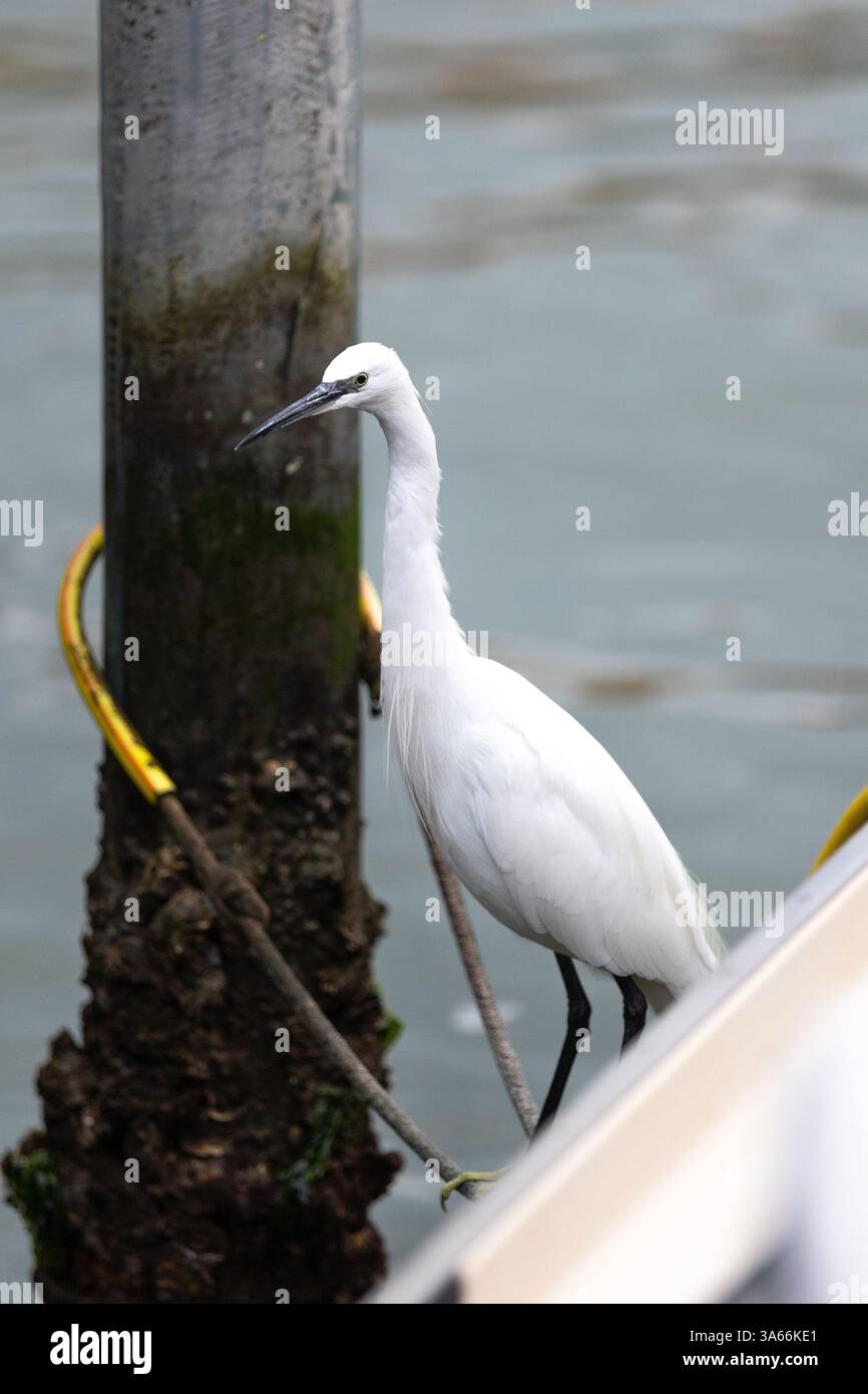 Wunderschönes weißes Reiher-Nahporträt Stockfoto