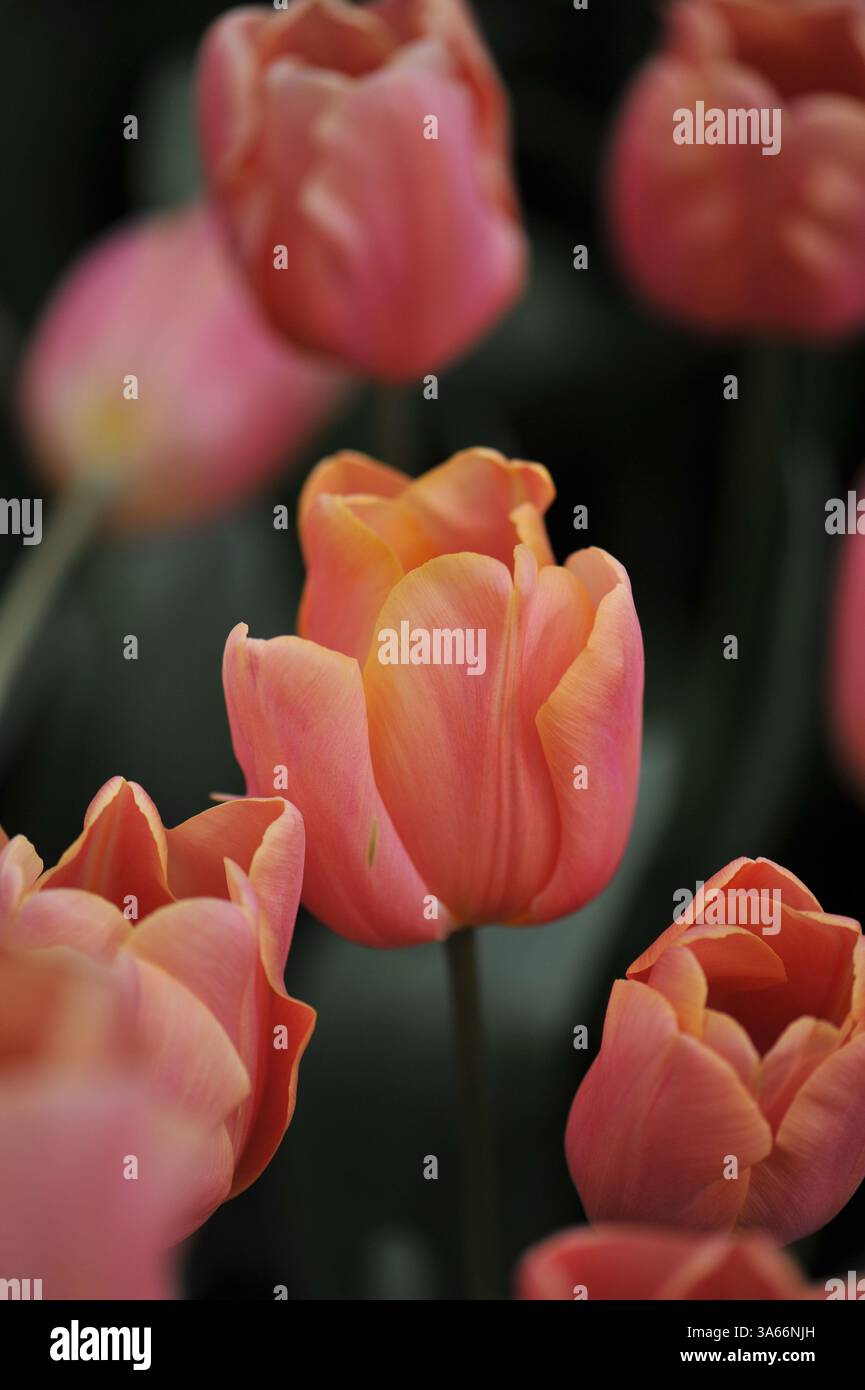 Rosa und gelbe Triumph Tulpen (Tulipa) Pink Jimmy blühen im April in einem Garten Stockfoto
