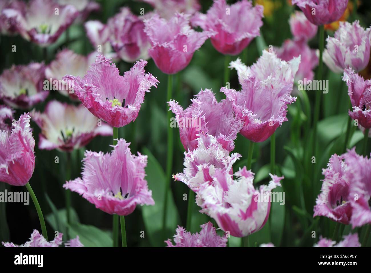 Pinkfarbene und weiße lila gestreifte Fransen-Tulpen (Tulipa) lila Circus blühen im April in einem Garten Stockfoto