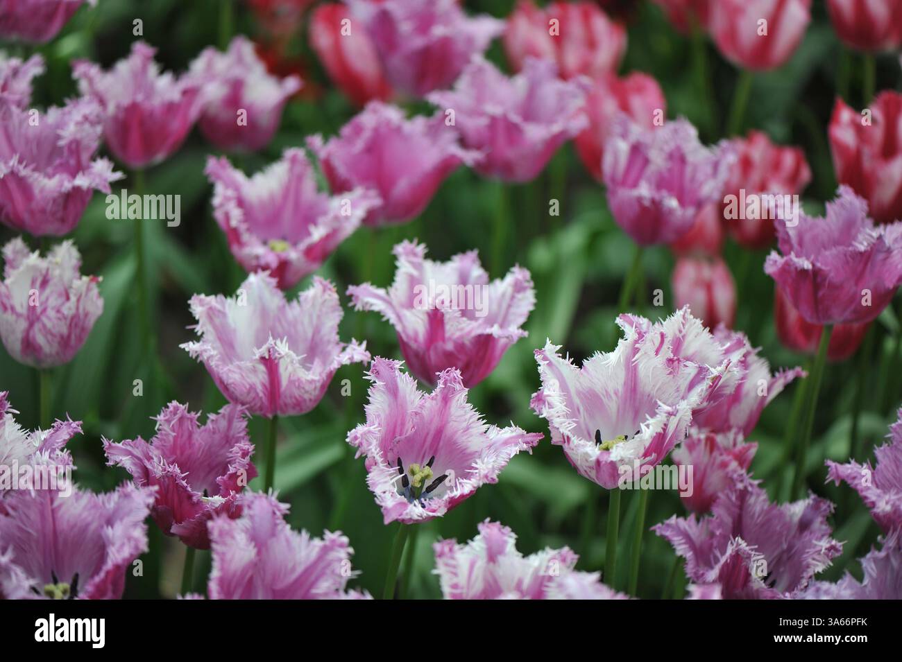 Pinkfarbene und weiße lila gestreifte Fransen-Tulpen (Tulipa) lila Circus blühen im April in einem Garten Stockfoto