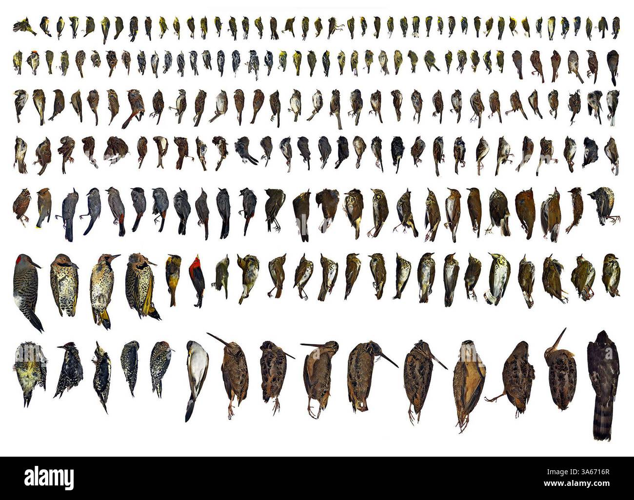 Juni 2004; New York, NY, USA; ein zusammengesetztes Bild mehrerer Fotografien, die 2004 in New York aufgenommen wurden, zeigt 206 Vögel, die getötet wurden, als sie mit Gebäuden an verschiedenen Orten in Manhattan kollidierten. New York City Audubon sagte, dass die Vögel, die von ihren Freiwilligen während der Frühjahrs- und Herbstwanderung im letzten Jahr gesammelt wurden, nur eine kleine repräsentative Probe der Vielfalt der Vögel sind, die jedes Jahr getötet werden, wenn sie durch Fensterreflexe und helle Lichter verwirrt sind. Stockfoto