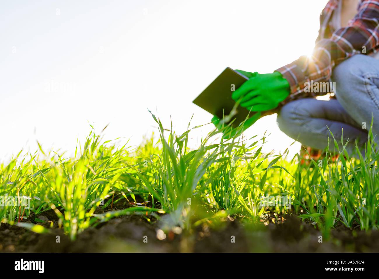 Eine Agronomin mit einem digitalen Tablet in der Hand überprüft junge Triebe auf dem Feld. Eine Farmerin, die eine moderne Tablette benutzt, kontrolliert ihr Wachstum Stockfoto