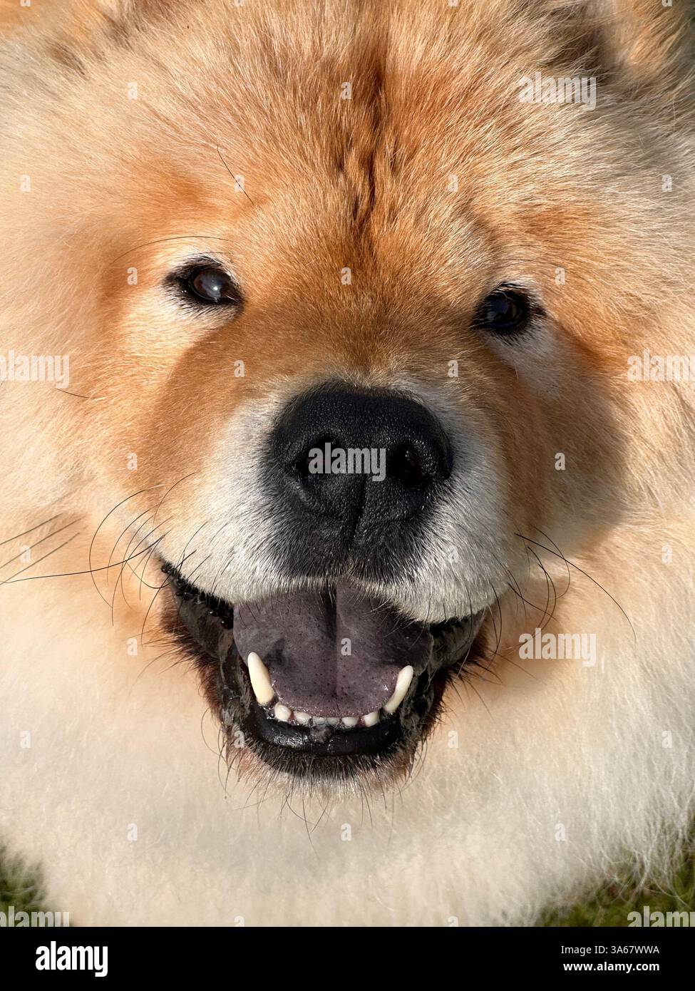 Chow Chow Welpen - Smartphone-aufgenommenes Stockfoto
