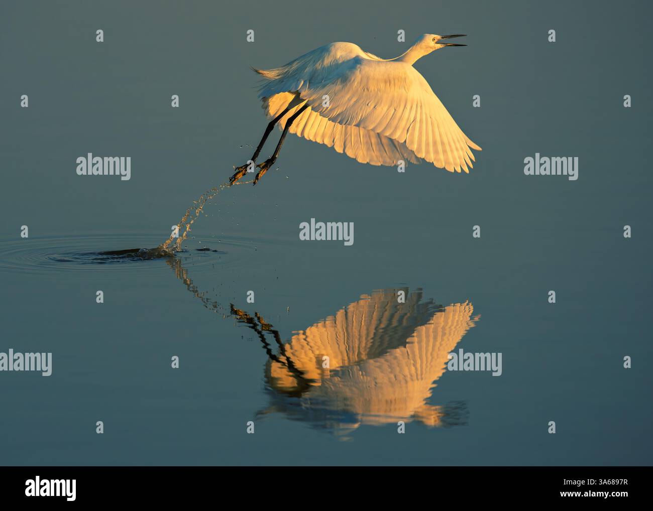 Kleiner Reiher, der im Morgenlicht aus dem Wasser flog Stockfoto