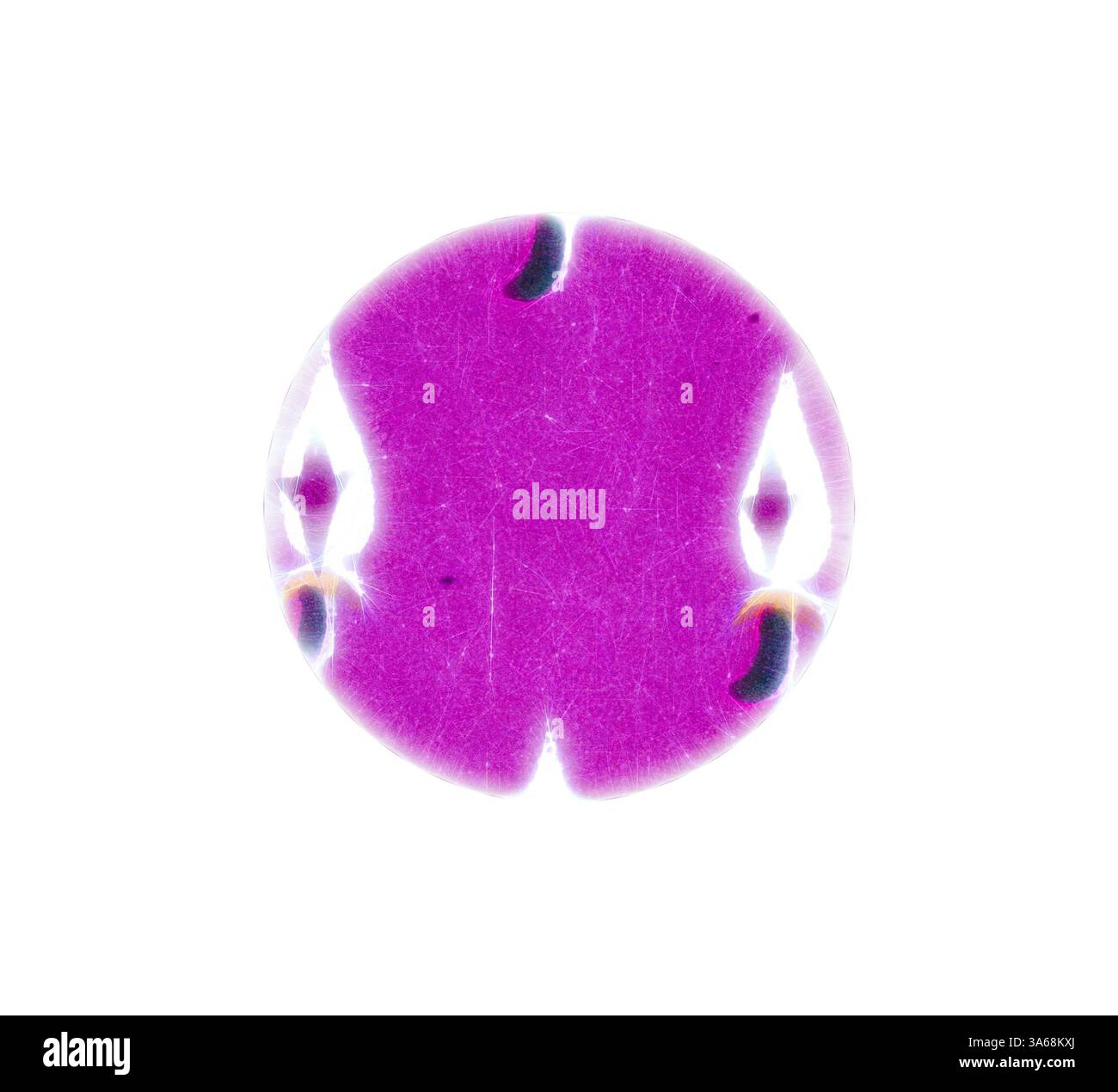 Eine abstrakte Darstellung mit einem lebendigen, symmetrischen Design mit einer zentralen violetten Form und komplizierten Umrissen, die ein Gefühl von Balance und Fließfähigkeit wecken. Klassische Kunst mit modernem Touch, neu interpretiert von Artotop, transformiertes persisches Ornament Stockfoto