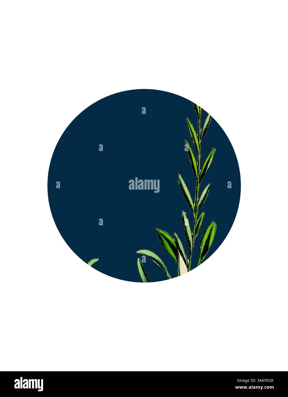 Eine leuchtend grüne Pflanze mit schlanken Blättern erstreckt sich anmutig zu den Rändern eines kreisförmigen, tiefblauen Hintergrunds. Klassische Kunst mit modernem Touch, neu interpretiert von Artotop, verwandelte Saxifraga Hirculus, Yellow Marsh Saxfrage Stockfoto