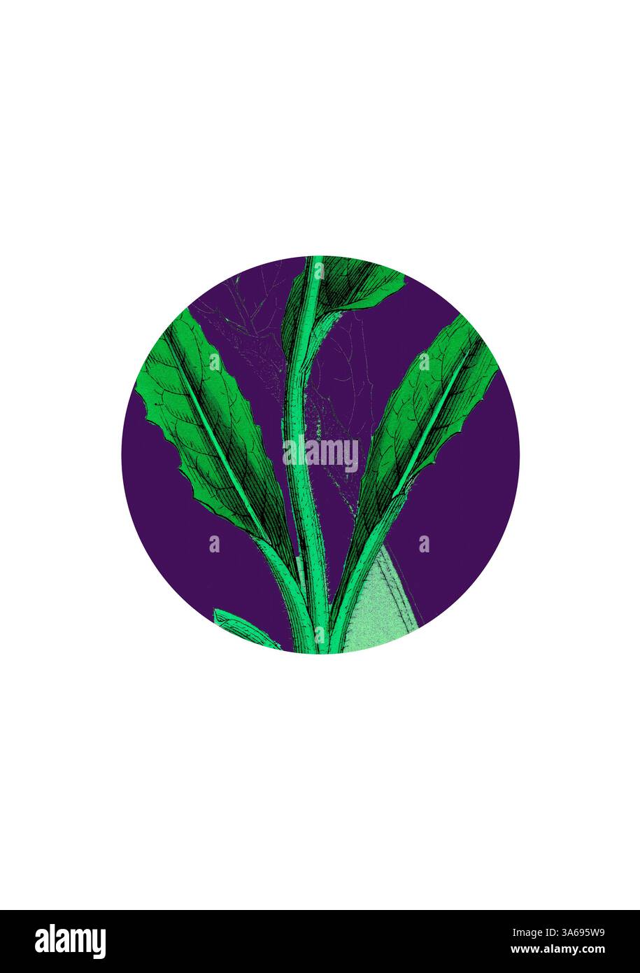 Eine lebendige Darstellung grüner Blätter mit komplizierten Texturen vor einem kräftigen violetten Hintergrund, die die Schönheit der Natur in modernem Stil zum Ausdruck bringt. Klassische Kunst mit modernem Touch, neu interpretiert von Artotop, transformiert Saussurea Alpina, Alpine Saussurea Stockfoto