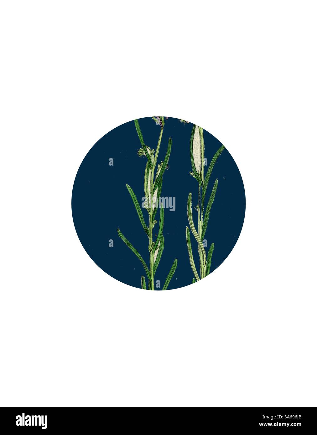 Zarte grüne Pflanzenstiele mit schmalen Blättern, die nach oben reichen, vor einem tiefen, kontrastreichen Hintergrund. Klassische Kunst mit modernem Touch, neu interpretiert von Artotop, transformiert Linaria Pelisseriana, Jersey Toadflax Stockfoto