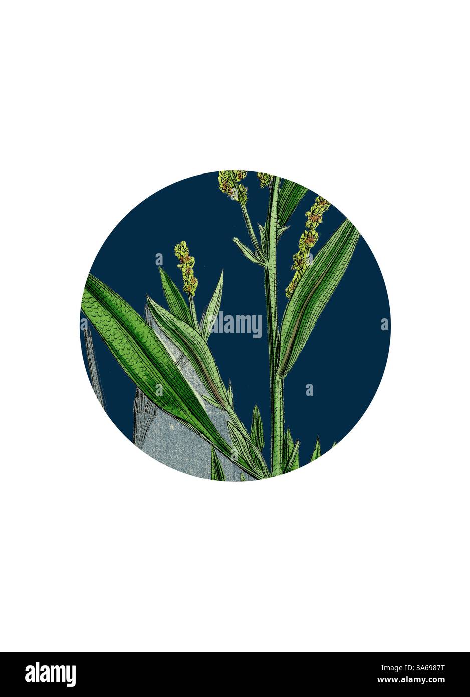 Eine detaillierte Illustration einer grünen Pflanze mit langen Blättern und kleinen gelben Blüten vor einem kräftigen blauen Hintergrund. Die komplizierten Strukturen und Formen laden zu einem genaueren Blick auf die natürliche Schönheit des Laubs ein. Klassische Kunst mit modernem Touch, neu interpretiert von Artotop, transformiert Atriplex Portulacoides, Sea Purslane Stockfoto