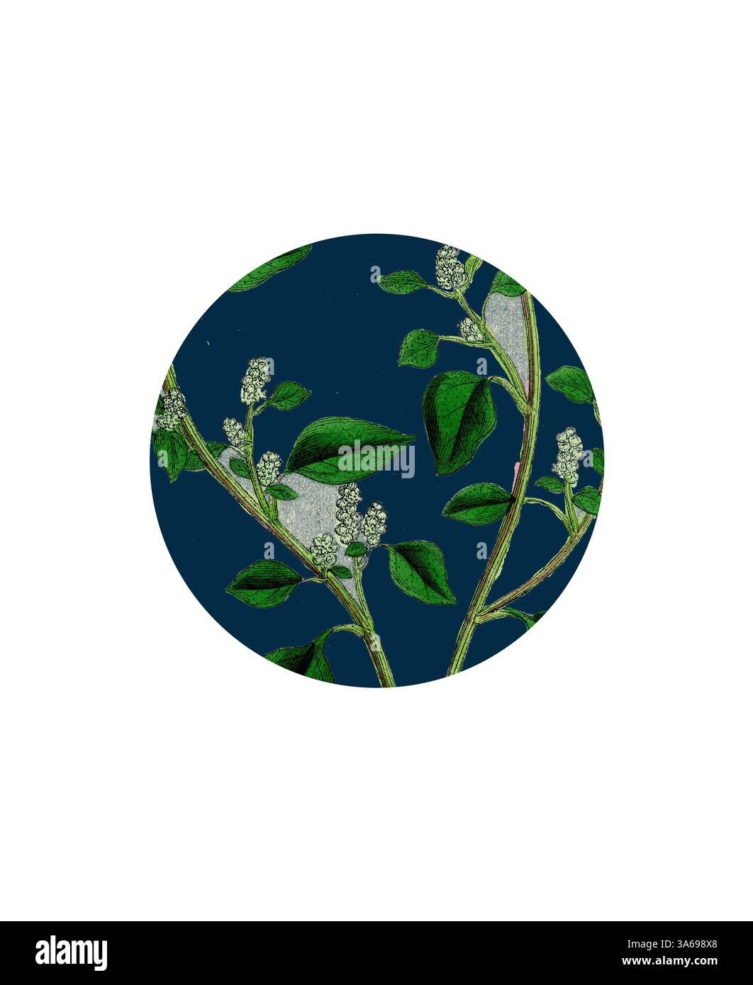 Ein kreisförmiges Design mit zarten grünen Blättern und kleinen weißen Blumen vor tiefblauem Hintergrund, das die komplexe Schönheit der Natur unterstreicht. Klassische Kunst mit modernem Touch, neu interpretiert von Artotop, transformierte botanische Illustration Stockfoto