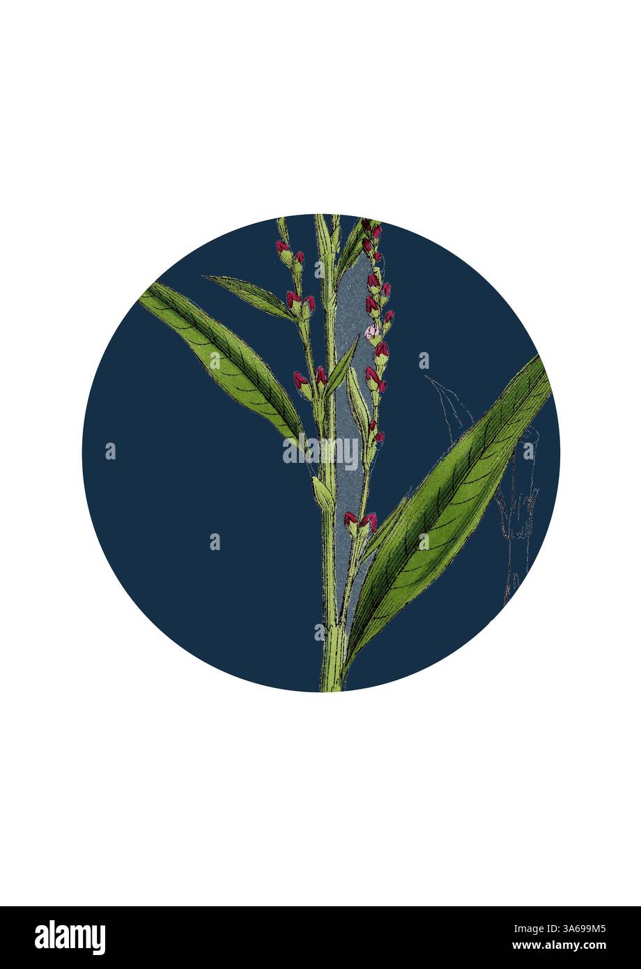 Eine botanische Illustration mit einer hohen Pflanze mit schlanken grünen Blättern und zarten rosa-roten Blüten vor tiefblauem Hintergrund. Die eleganten Details betonen die Struktur und Schönheit der Pflanze. Klassische Kunst mit modernem Touch, neu interpretiert von Artotop, transformierter Polygonum Hydropiper, Wasserpfeffer Stockfoto