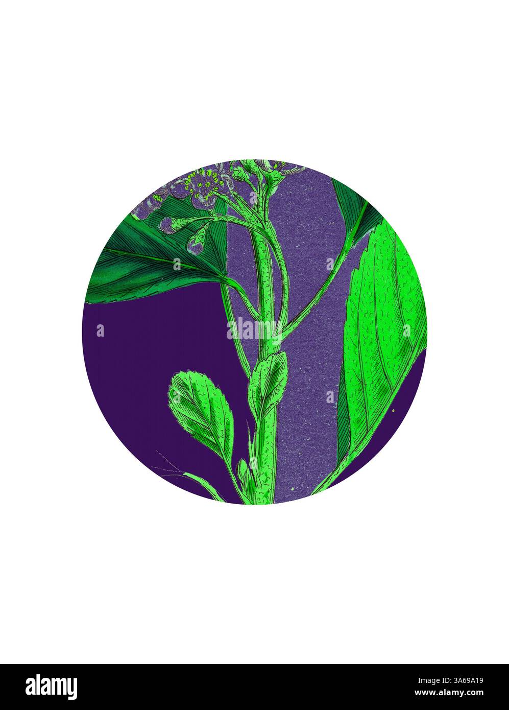 Eine leuchtend grüne Pflanzenillustration vor einem satten violetten Hintergrund, die komplizierte Details von Blättern und blühenden Blumen zeigt. Klassische Kunst mit modernem Touch, neu interpretiert von Artotop, transformierte Pyrus Rupicola, Rock White-Beam Stockfoto