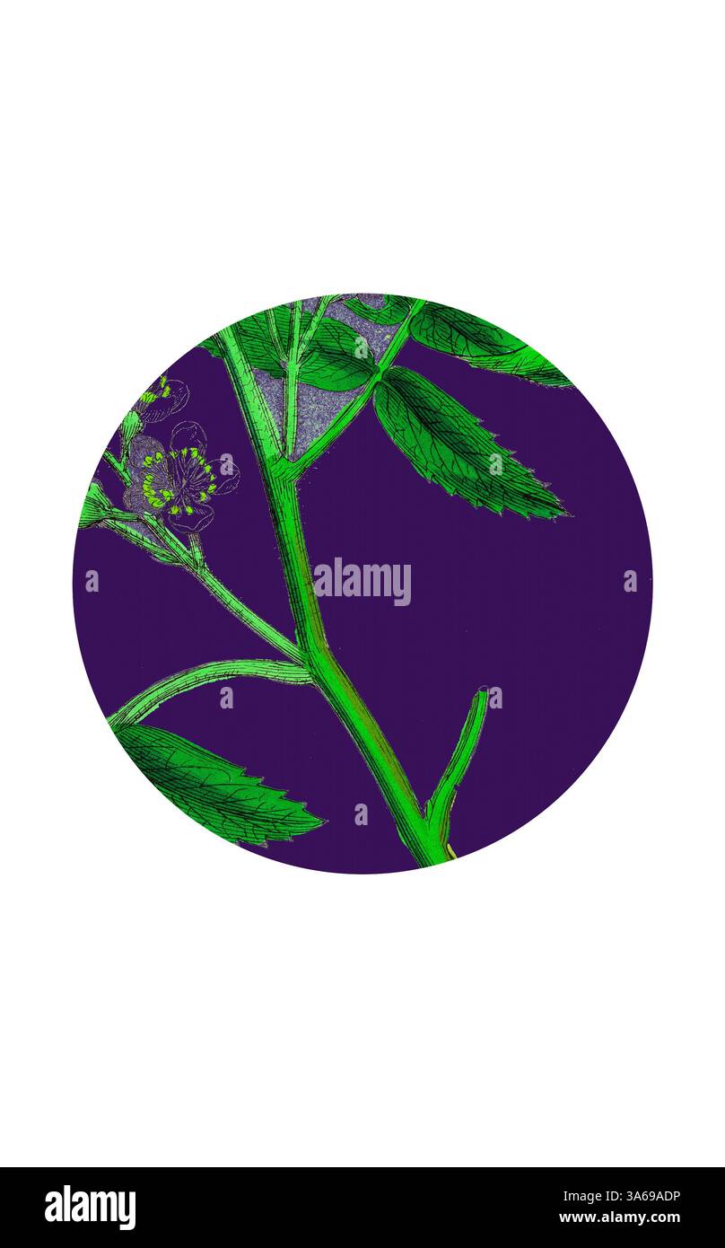 Eine lebendige Pflanzenillustration mit detaillierten grünen Blättern und zarten Blumen vor einem tiefvioletten Hintergrund, die die Schönheit botanischer Elemente unterstreicht. Klassische Kunst mit modernem Touch, neu interpretiert von Artotop, transformierte Pyrus domestica, Service-Tree Stockfoto