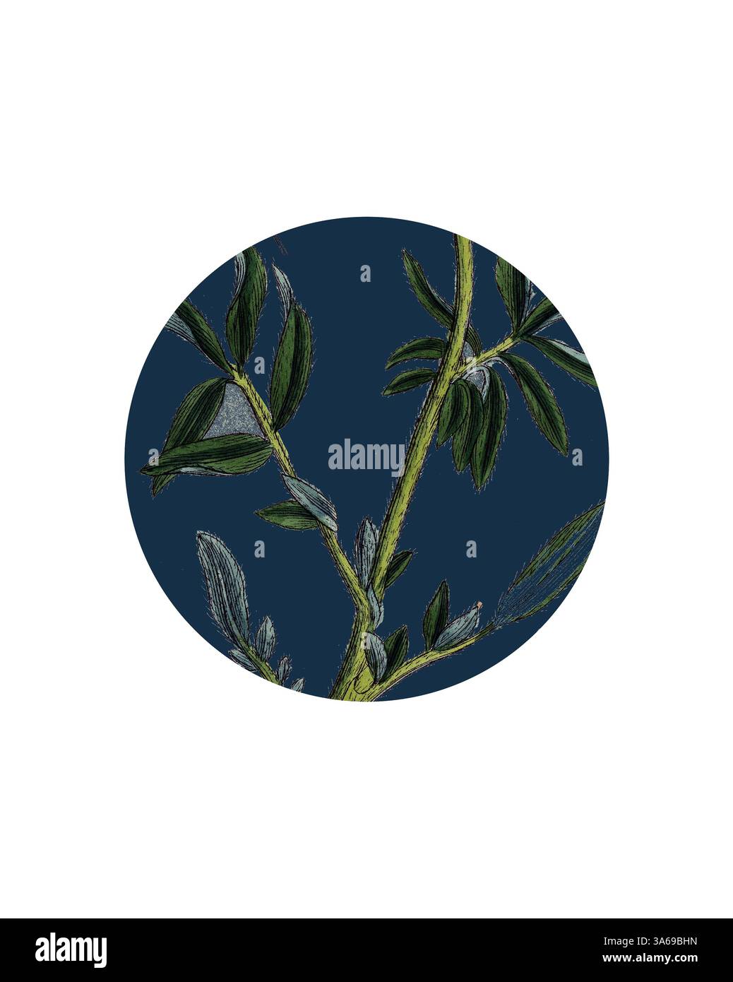 Eine zarte Illustration von grünen Ästen vor tiefblauem Hintergrund, die komplizierte Details der Natur zeigt. Klassische Kunst mit einem modernen Twist, neu interpretiert von Artotop, verwandelte Anthyllis Vulneraria, Common Kidney Vetch Stockfoto
