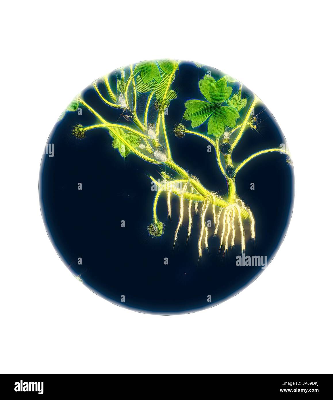 Eine lebendige Pflanze mit grünen Blättern und zarten Wurzeln vor einem tiefen, dunklen Hintergrund, die die komplizierten Verbindungen zwischen ihren Teilen zeigt. Klassische Kunst mit modernem Touch, neu interpretiert von Artotop, verwandelter Ranunkulus Tripartitus, dreigelbiges Wasser-Crowfoot Stockfoto