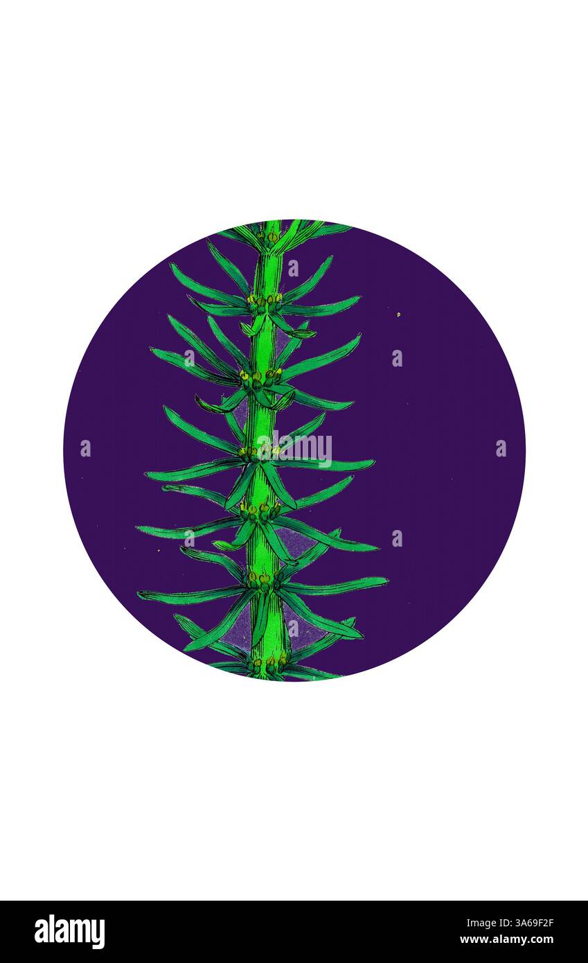 Ein leuchtend grüner Stiel mit scharfen, lang gezogenen Blättern bildet einen Kontrast zu einem tiefvioletten kreisförmigen Hintergrund, der einen auffälligen visuellen Fokus bildet. Klassische Kunst mit einem modernen Twist, neu interpretiert von Artotop, verwandelte Hippuris vulgaris, Common Stuten-Schwanz Stockfoto