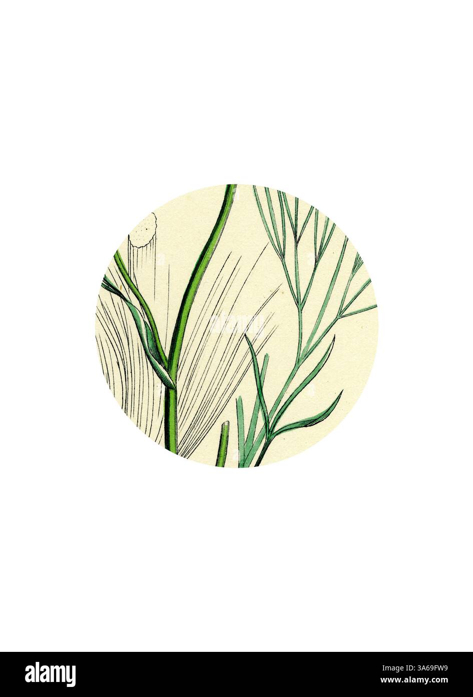 Zarte grüne Zweige und schlanke Blätter verflechten sich vor einem weichen Hintergrund und zeigen die komplizierte Schönheit der Natur. Klassische Kunst mit modernem Touch, neu gestaltet von Artotop, verwandelt Peucedanum officinale Sea Hog's-Fennel Stockfoto