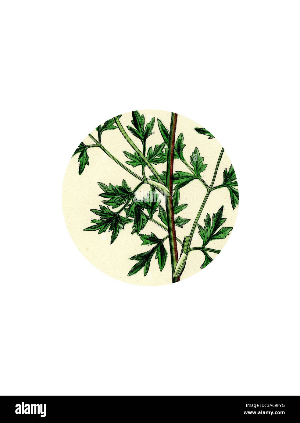 Eine detaillierte Abbildung einer grünen Pflanze mit zarten, federnden Blättern, zentriert in einem kreisförmigen Rahmen. Das botanische Design zeigt die komplizierten Muster und Texturen des Laubs vor einem weichen, gedämpften Hintergrund. Klassische Kunst mit modernem Touch, neu interpretiert von Artotop, verwandelt Aethusa Cynapium Common Fool's-Petersilie Stockfoto