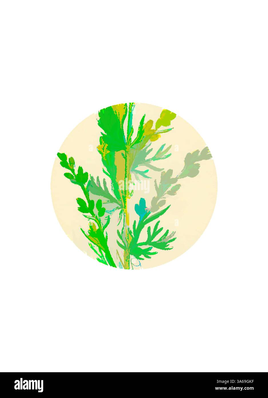 Eine zarte Illustration frischer grüner Kräuter mit einer Mischung aus lebhaften und subtilen Farbtönen in einem runden Rahmen weckt ein Gefühl natürlicher Ruhe. Klassische Kunst mit modernem Touch, die von Artotop neu gestaltet wurde und die Artemisia Maritima Var verwandelt hat. Gallica Meer Wermut Var. B Stockfoto