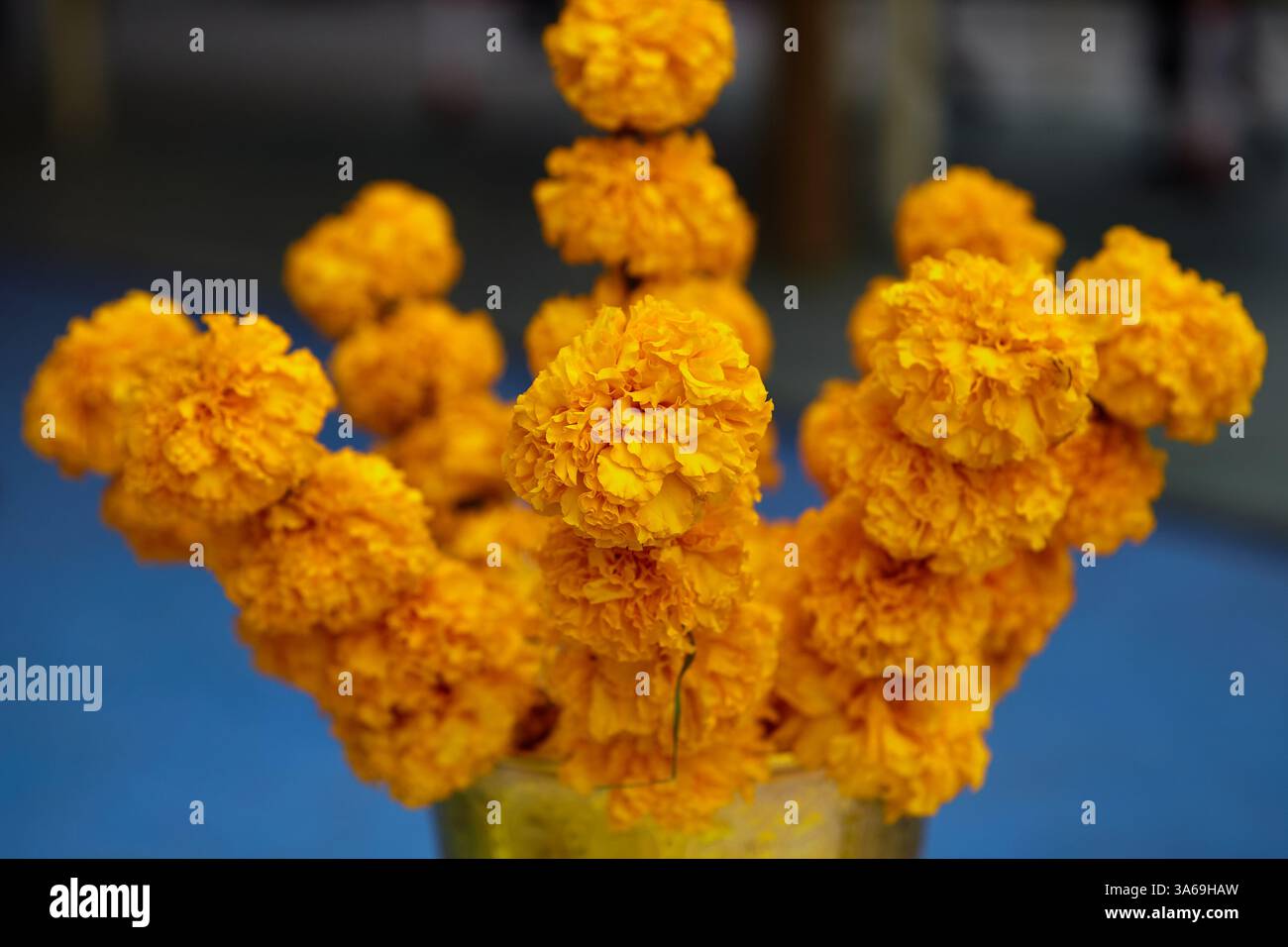 Marigold-Girlande für Opfergaben, um Gott auf dem Teller Respekt zu zollen Stockfoto