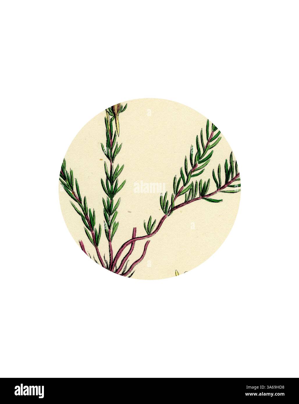 Eine Illustration von zarten grünen Zweigen mit schlanken Blättern, verwoben mit subtilen Anklängen von Violett, vor einem weichen, neutralen Hintergrund. Klassische Kunst mit modernem Touch, neu interpretiert von Artotop, verwandelt Linaria Supina Decumbent Toadflax Stockfoto