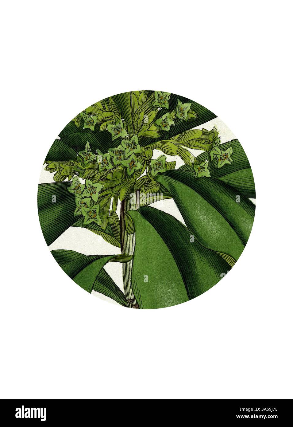 Eine detaillierte botanische Illustration mit üppigen grünen Blättern und Haufen von zarten Blumen, die die komplizierte Schönheit der Natur einfangen. Klassische Kunst mit modernem Touch, neu interpretiert von Artotop, verwandelte Daphne Laureola Spurge Laurel Stockfoto