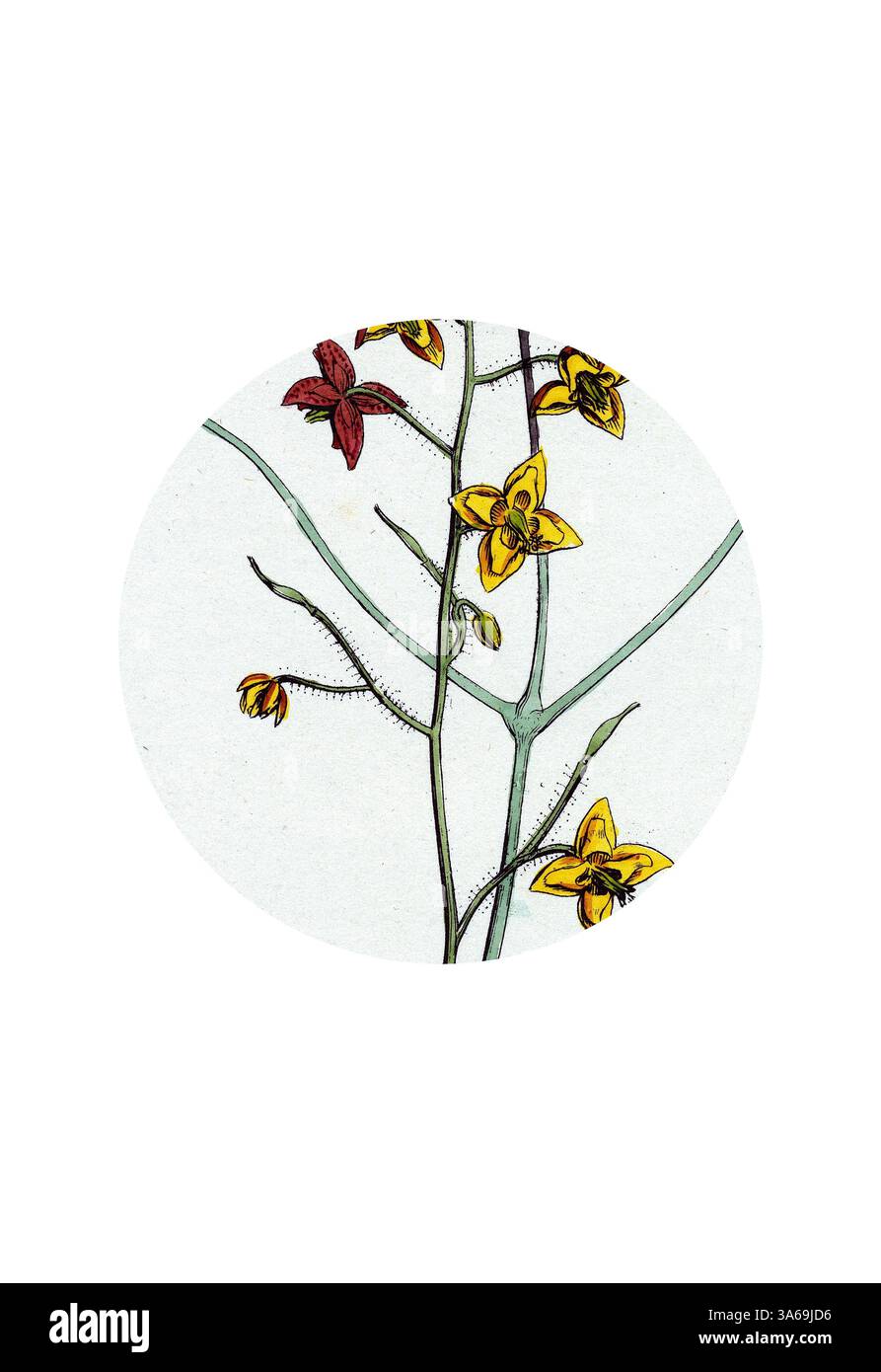 Eine zarte Illustration, die eine blühende Pflanze mit leuchtenden gelben und roten Blüten vor einem subtilen Hintergrund zeigt. Die komplizierten Details der Blütenblätter und Stiele unterstreichen die Schönheit des Designs der Natur. Klassische Kunst mit modernem Touch, neu interpretiert von Artotop, verwandeltes Epimedium Alpinum Alpine Barren Wort Stockfoto