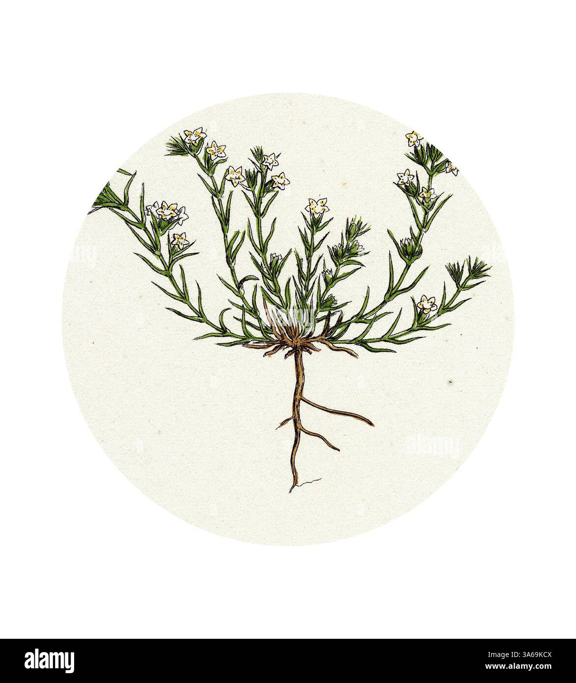 Eine detaillierte Darstellung einer blühenden Pflanze mit zarten weißen Blüten und schlanken grünen Stämmen mit feinen Blättern, die alle aus einem sichtbaren Wurzelsystem hervorgehen. Klassische Kunst mit modernem Touch, neu interpretiert von Artotop, verwandelter Scleranthus annuus Var. Biennis Common Knawel Var. B Stockfoto