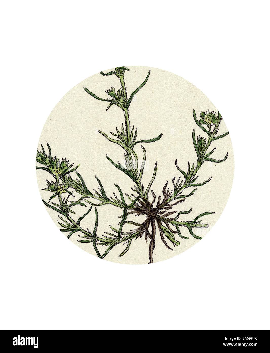 Eine zarte Illustration einer schlanken Pflanze mit feinen, strukturierten Blättern und blühenden Blüten, die in einem kreisförmigen Rahmen vor einem weichen, neutralen Hintergrund angeordnet sind. Klassische Kunst mit modernem Touch, neu interpretiert von Artotop, verwandelter Scleranthus annuus Var. Genuinus Common Knawel Var. A Stockfoto