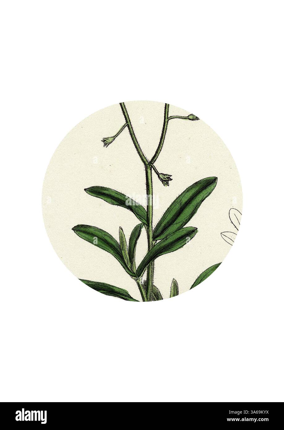 Ein zarter Stiel mit schlanken Blättern und dezenten Blüten, der die komplizierte Schönheit botanischer Details zum Ausdruck bringt. Klassische Kunst mit modernem Touch, neu interpretiert von Artotop, verwandelt Myosotis palustris Great Water Forget-me-Not Stockfoto