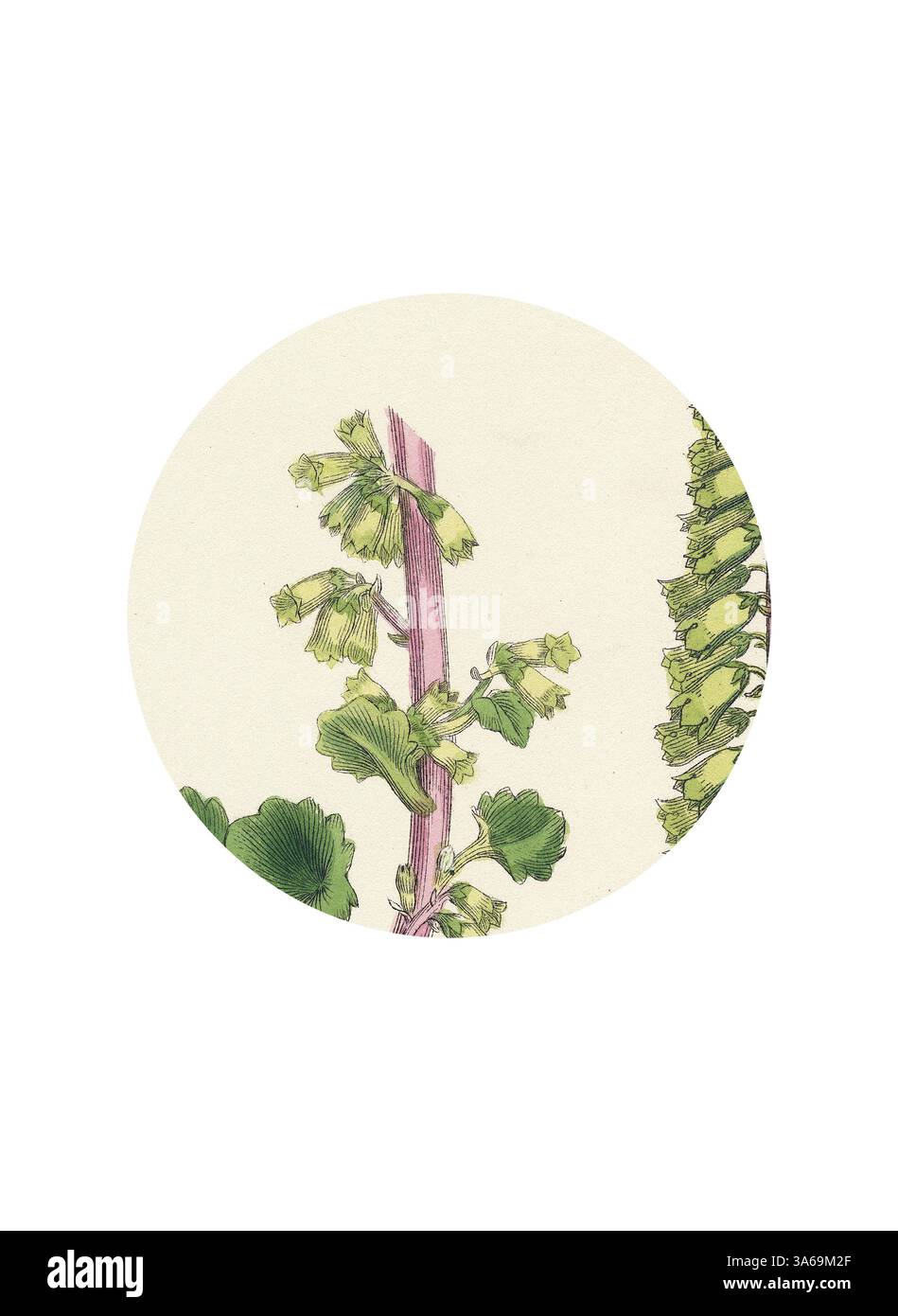 Eine detaillierte Darstellung einer Pflanze mit leuchtend grünen Blättern und einem zentralen Stiel, elegant angeordnet in einem runden Rahmen. Klassische Kunst mit einer modernen Note, die von Artotop neu interpretiert wurde, verwandelte Cotyledon umbilicus Common Nabel-Wort Stockfoto