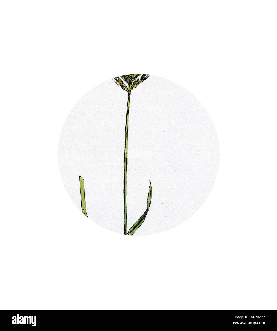 Ein zarter Blütenstamm zeigt sich anmutig, mit schlanken Blättern und einer dezenten Blüte auf der Spitze, alles vor einem minimalistischen Hintergrund. Klassische Kunst mit einem modernen Touch, das von Artotop neu interpretiert wurde, das verwandelte Hordeum maritimum Sea Gerste Stockfoto