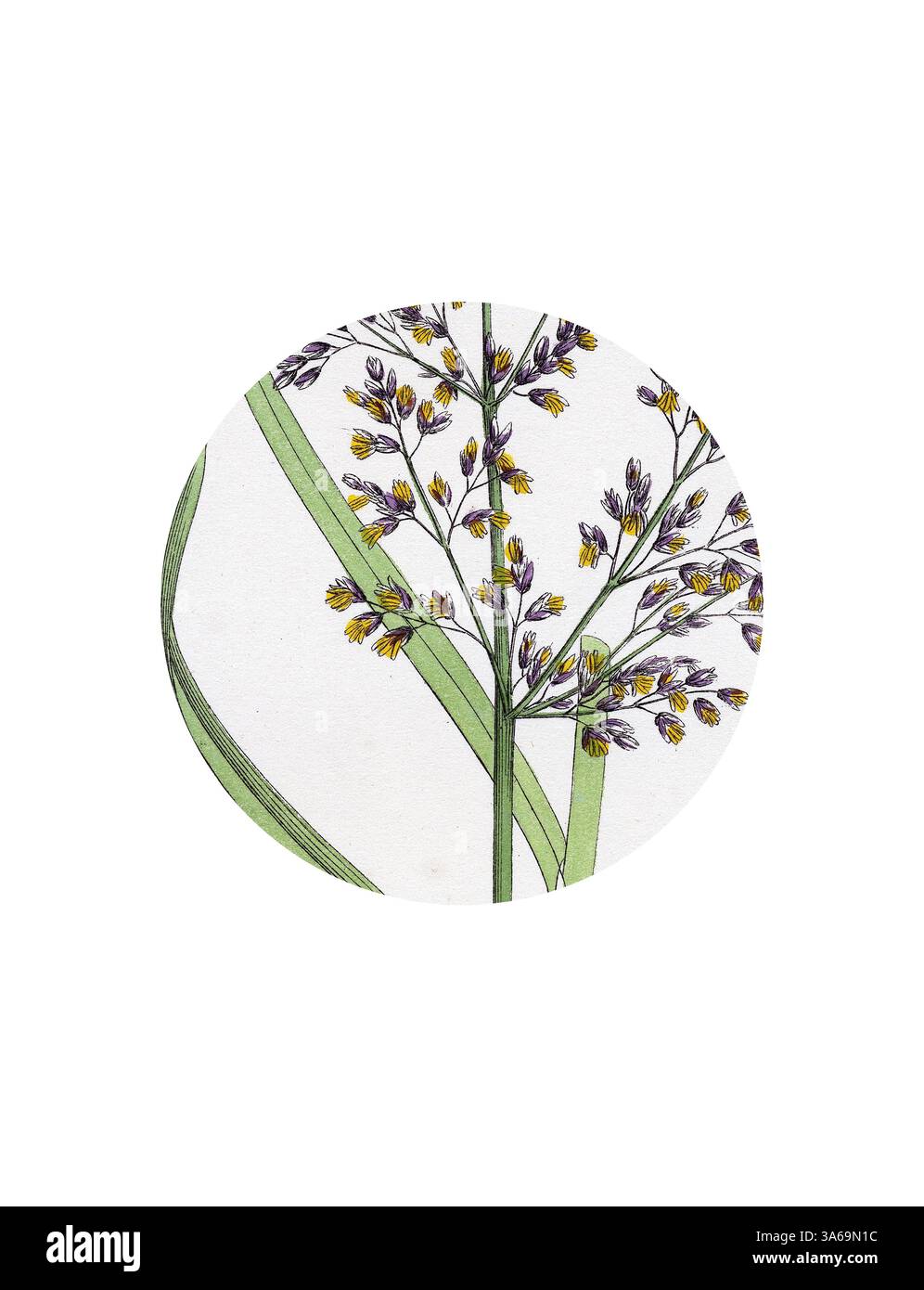 Eine zarte Pflanzenillustration mit schlanken grünen Blättern und kleinen gelben und violetten Blüten, elegant in einer kreisförmigen Komposition angeordnet. Klassische Kunst mit modernem Touch, neu interpretiert von Artotop, verwandelt Catabrosa Aquatica Water Whorl-Grass Stockfoto