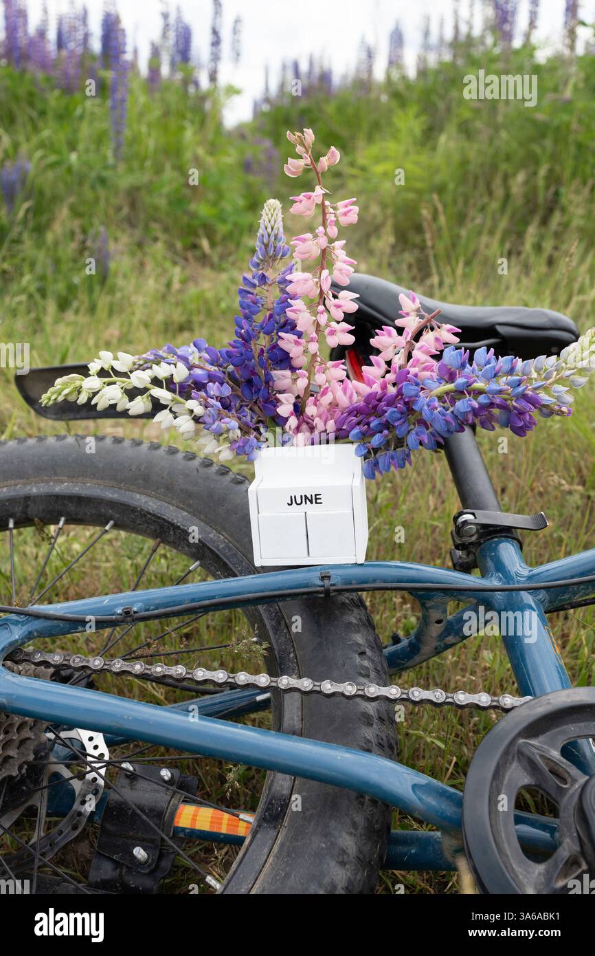 Blumenstrauß von wilden Blumen Lupinen zwischen Feldgrün auf dem Rahmen des Fahrrades. Konzept des Sommerbeginns, Blumenfantasien, sonnige Stimmung. Fahren Stockfoto
