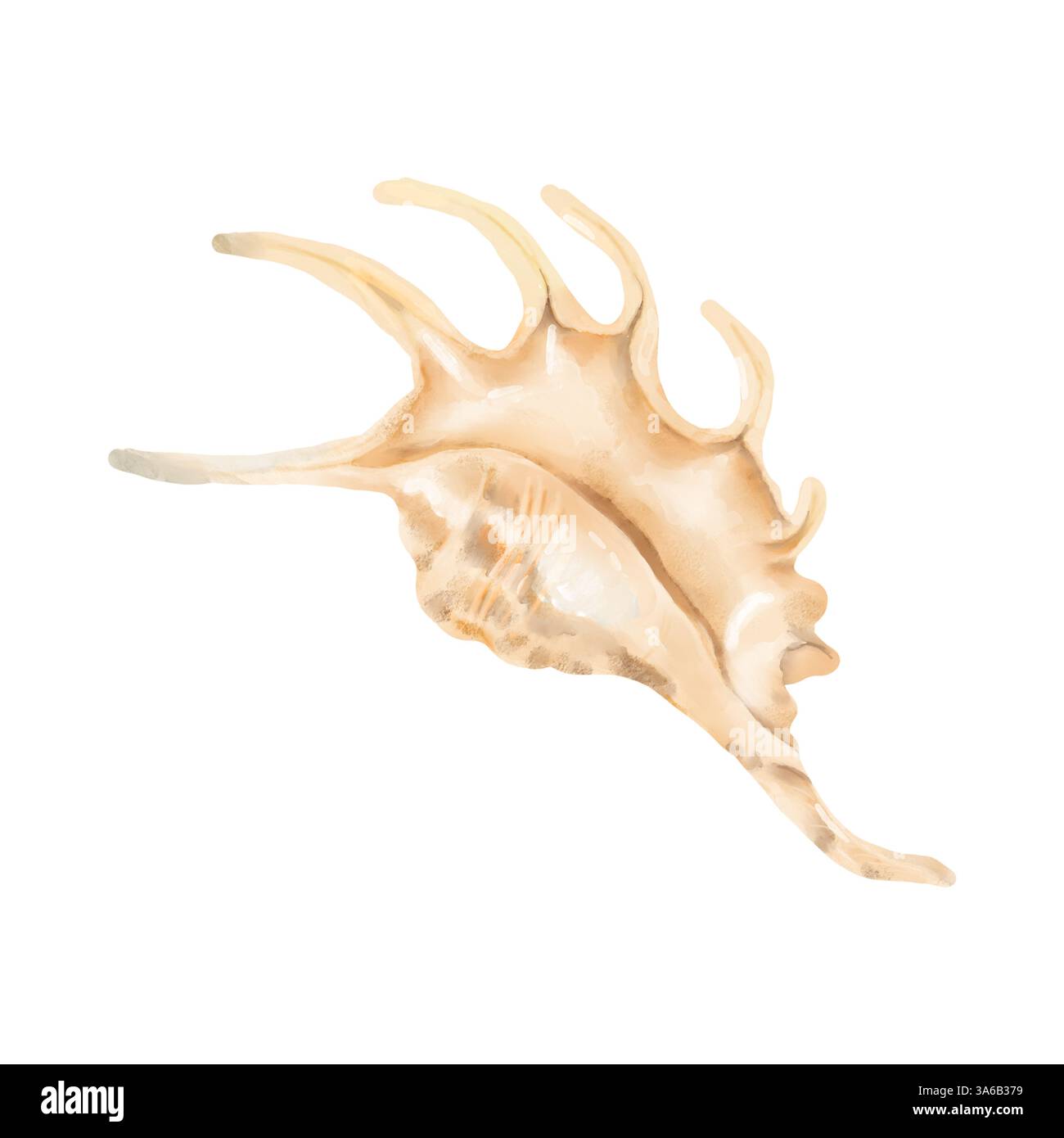 Die Schale der Lambis-Muschel. Digitale Aquarellabbildung. Muschel mit Stacheln, beige Töne, hervorgehoben auf weißem Hintergrund. Stockfoto