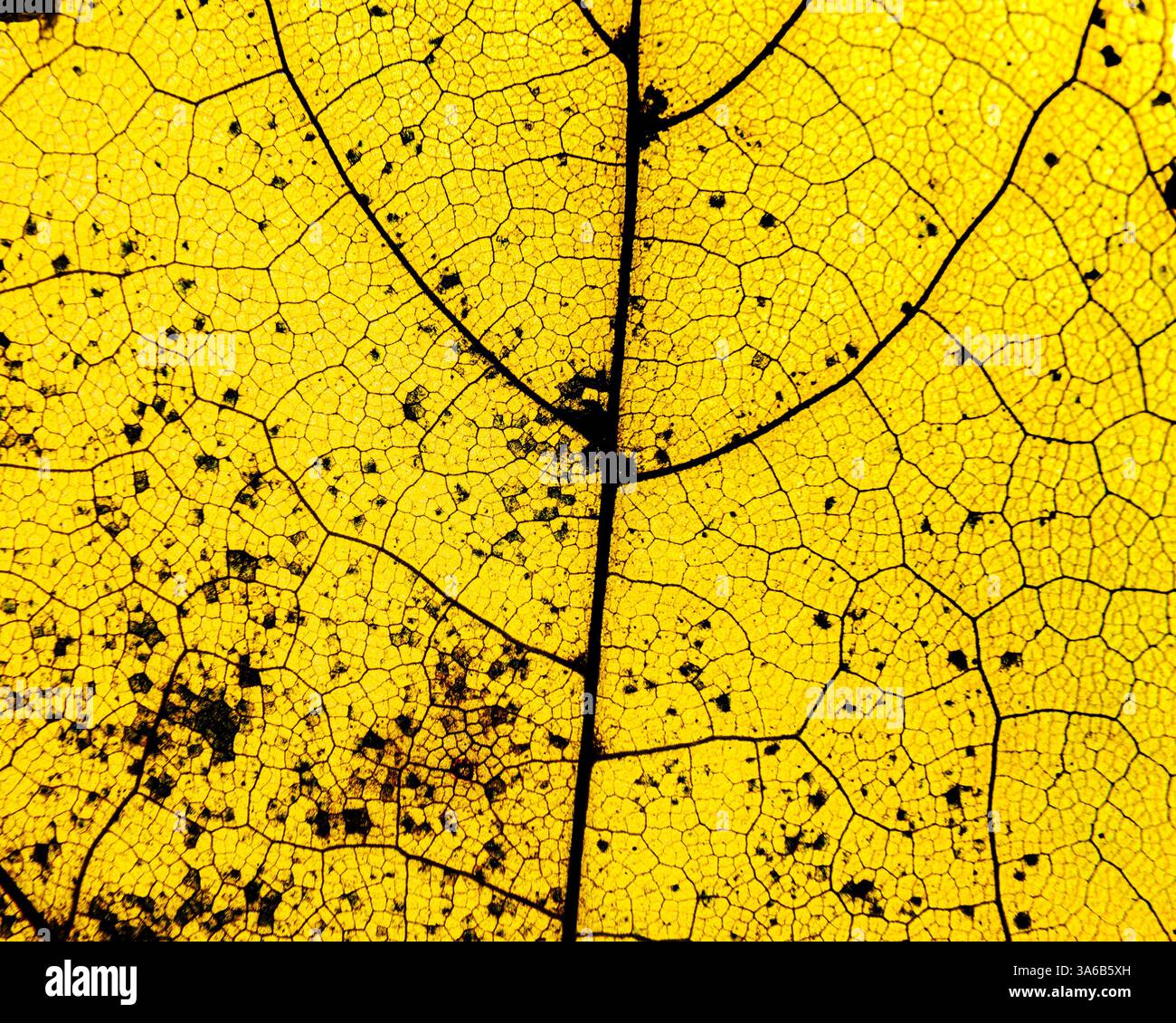Gelbes Blatt Mit Komplizierten Venenmustern Stockfoto
