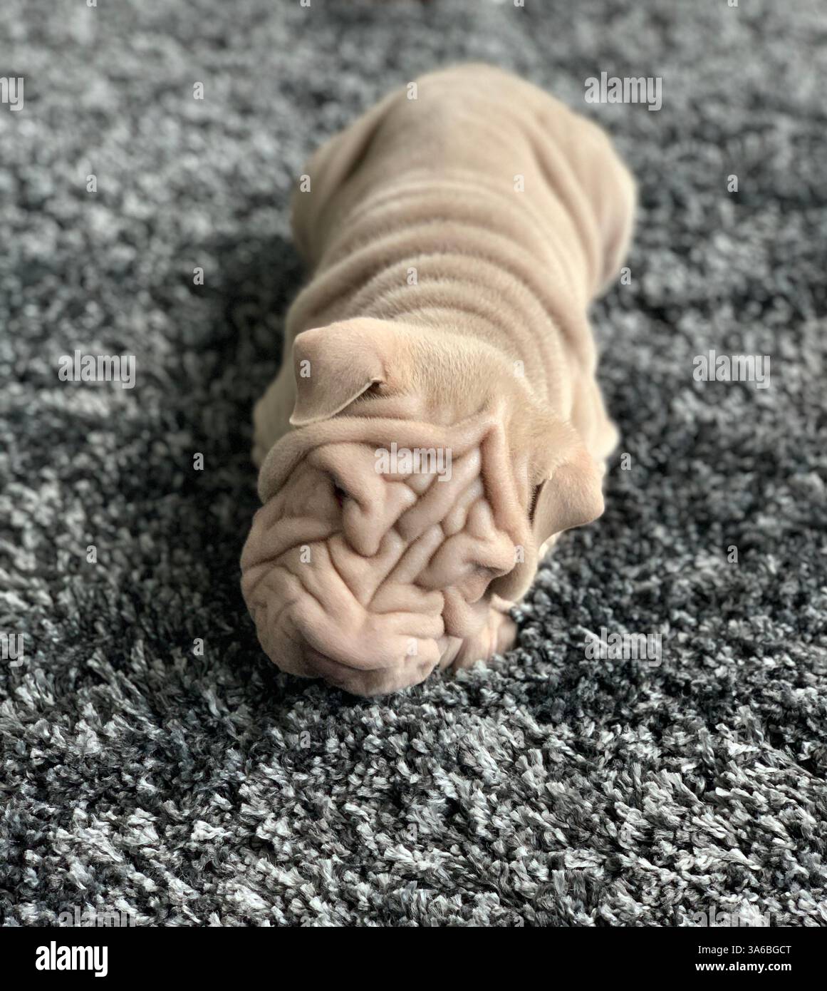 Squishy Hündchen - Smartphone-aufgenommenes Stockfoto