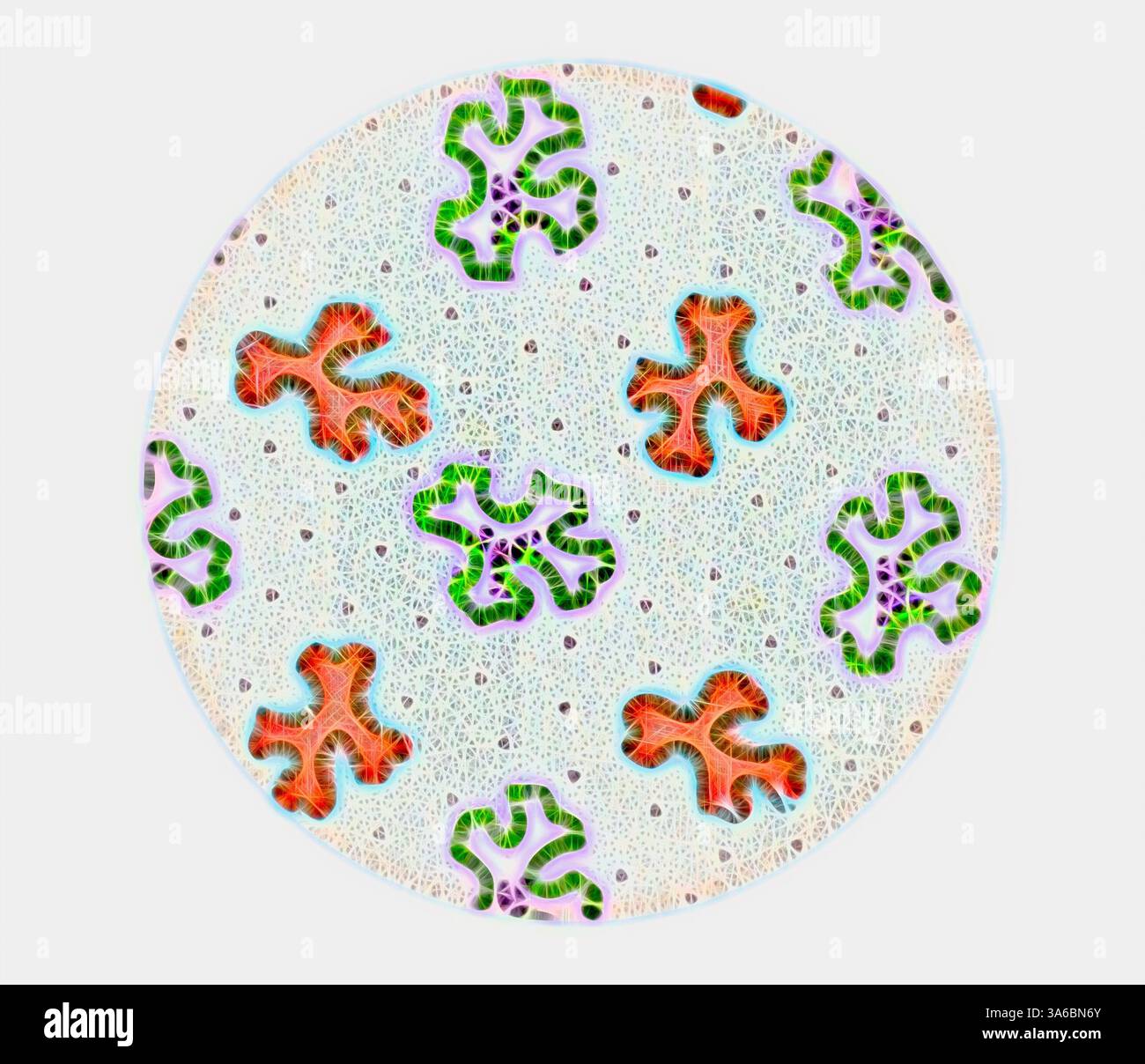 Eine farbenfrohe mikroskopische Ansicht zeigt komplexe, organische Formen mit lebendigen Mustern vor einem strukturierten Hintergrund, die eine beeindruckende Vielfalt an Formen und Farbtönen zeigen, die an die Zellstruktur eines lebenden Organismus erinnern. Klassische Kunst mit modernem Touch, neu interpretiert von Artotop, transformierte französische Stoffe, erste Hälfte des 19. Jahrhunderts Stockfoto