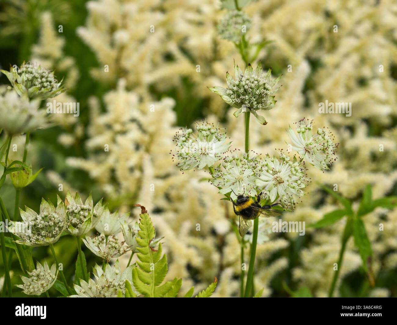 Astrantia Snow Star Flowers & White-Tail Hummel (Bombus lucorum) Close-up - Öko English Country Garden Flowerbed, West Yorkshire, England Großbritannien. Stockfoto