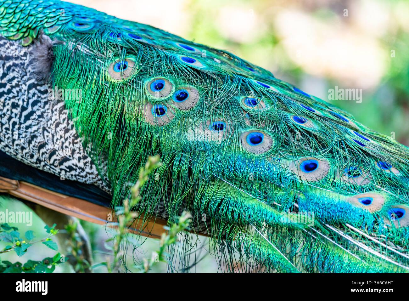 Bunte lange Schwanzfedern eines Pfaus. Stockfoto